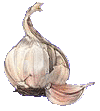 stinky garlic