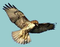 Red-Tailed Hawk