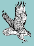 red-tailed-hawk