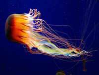 jellyfish