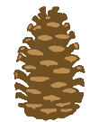 Pinecone