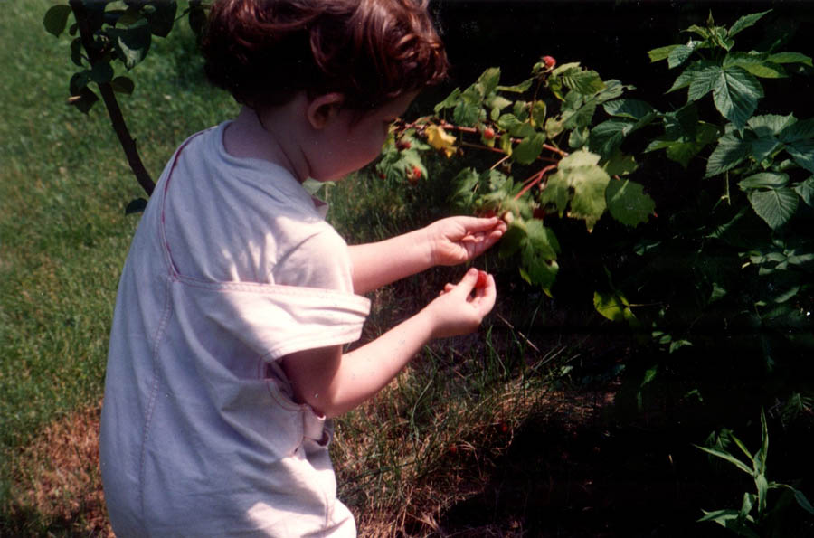 Solomon (age 3) picking fruit